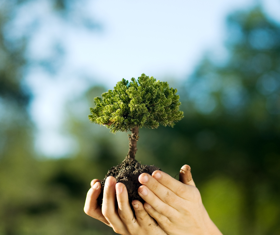 préserver la nature, petit arbre dans les mains
