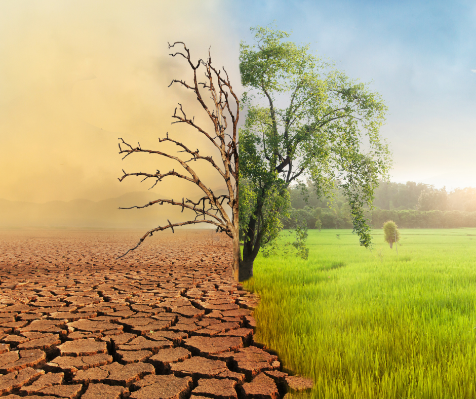Journée mondiale du climat : Pourquoi c'est important et ce que vous pouvez faire. sécheresse